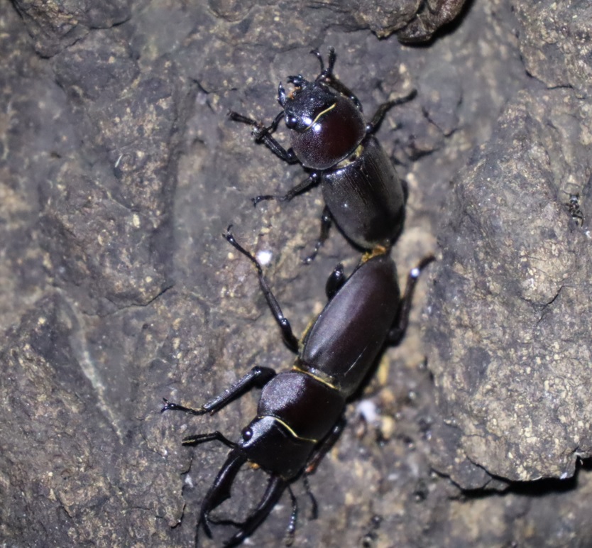 コクワガタのペア_No.3のクヌギ_クワガタ達のオアシス_2023年9月28日18時55分 気温28.7度